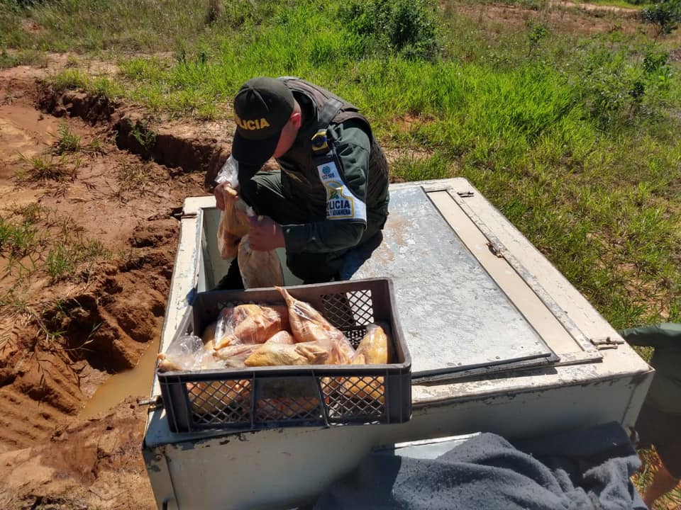 200 galones de combustible y 400 kilos pescado y gallina fueron incautados por la POLFA