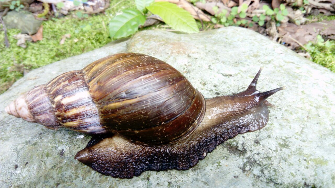 Reportan proliferación del caracol africano en Arauca
