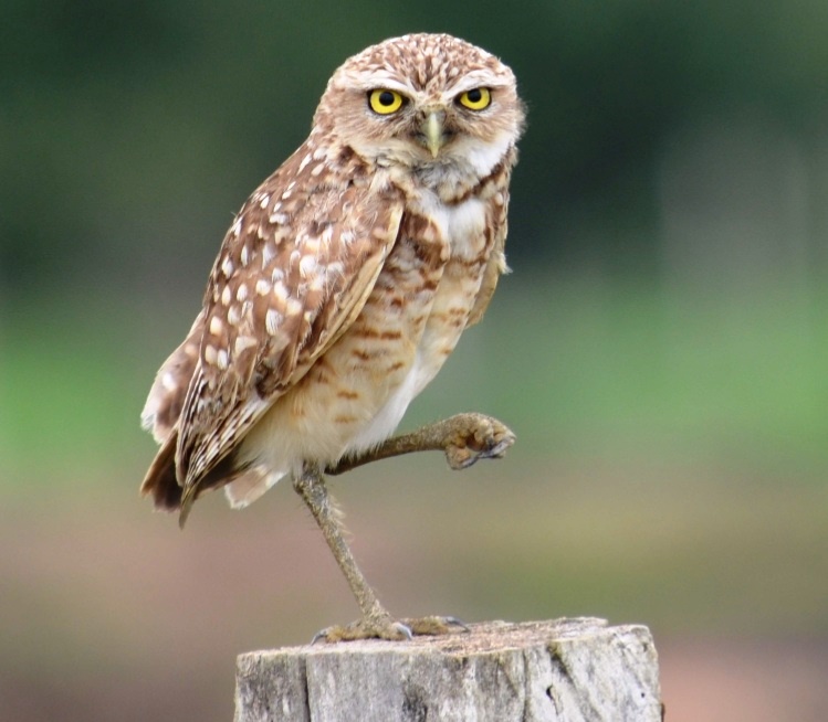 El Guarracuco