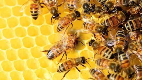 Hoy Día Mundial de la Abeja