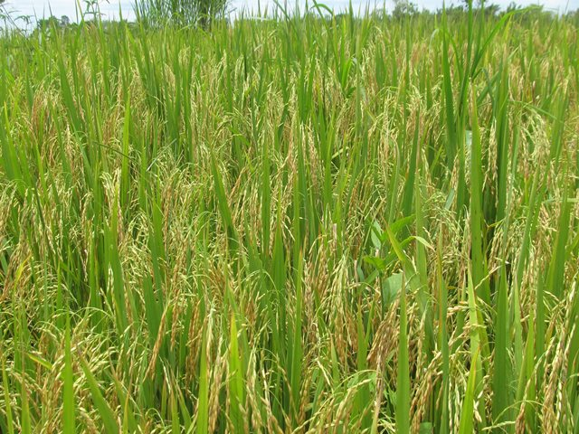 El arroz colombiano llegará a las mesas de los hogares ecuatorianos