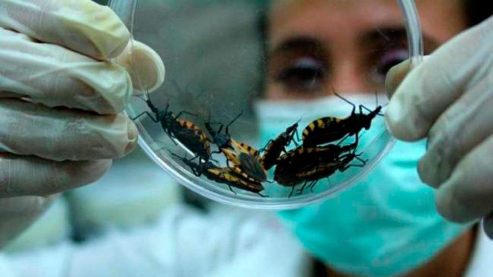 Municipio de Rondón con el mayor número de casos de chagas