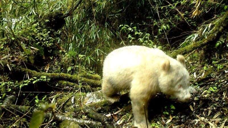 Primera foto en la historia de un panda gigante albino
