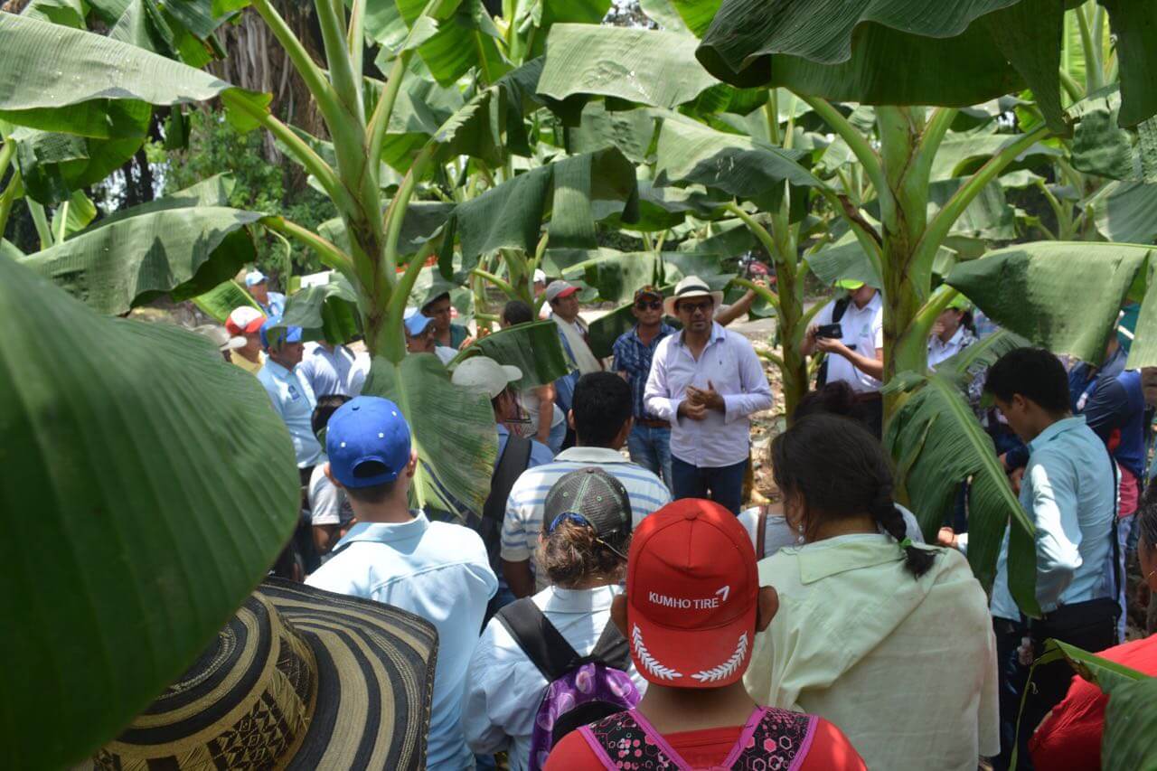 Platanicultura: Actividad productiva que se potencializa en El Botalón