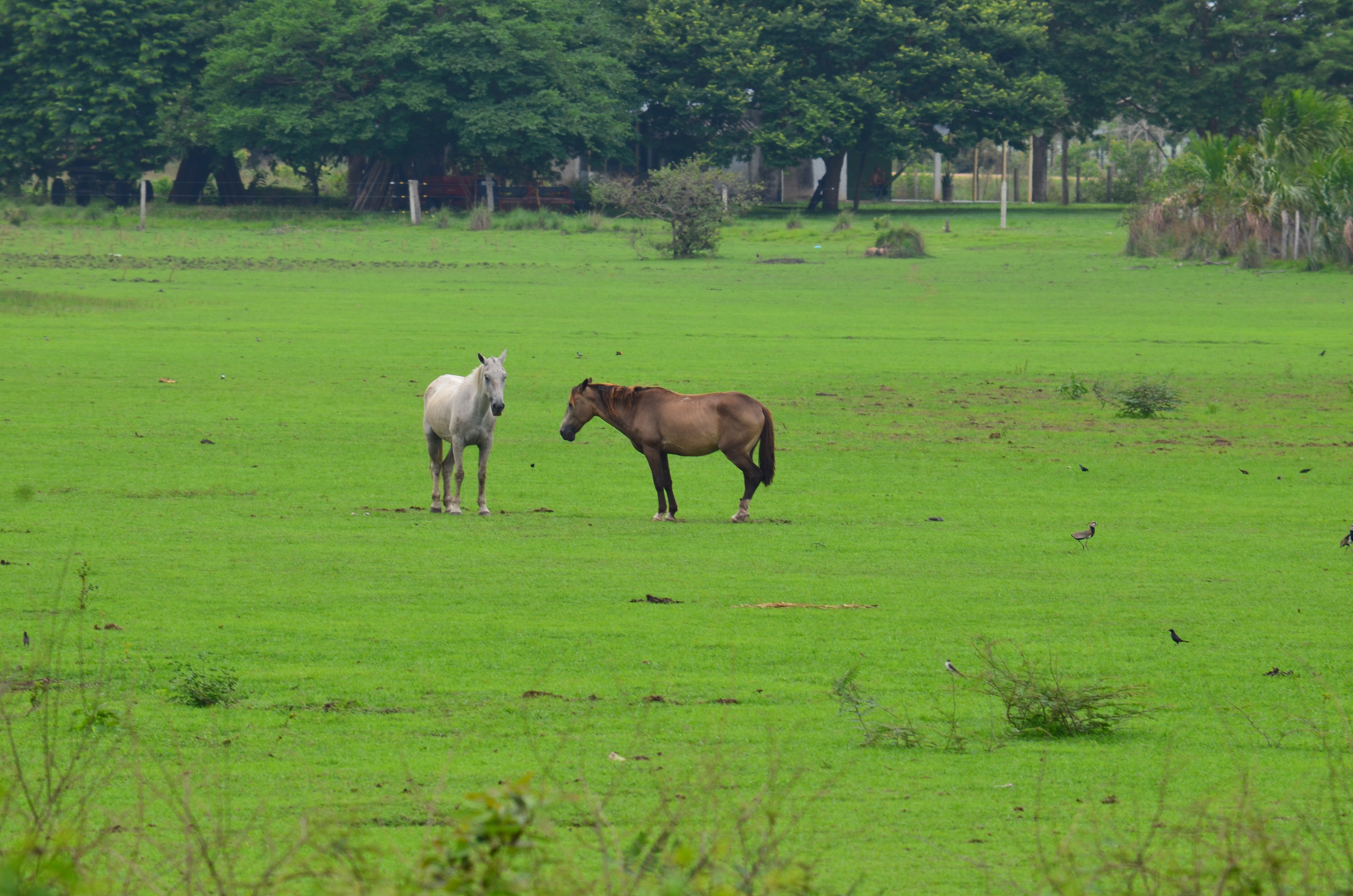 Caballos