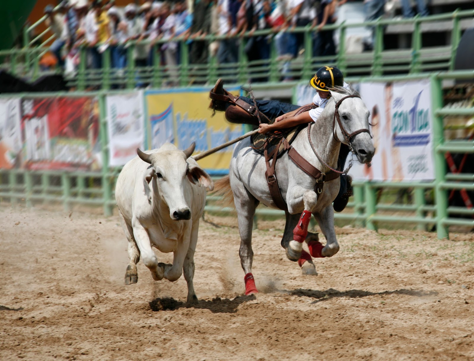 Coleo: ¿Deporte o Maltrato animal?