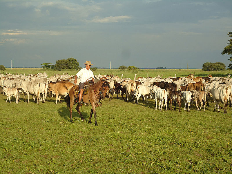Hasta el 10 de julio de 2019 se amplía el primer ciclo de vacunación contra la fiebre aftosa y la brucelosis bovina en algunas zonas del país