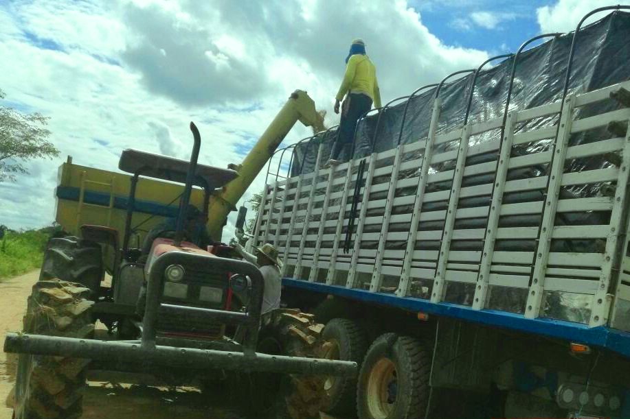 Cosecha de arroz araucano en peligro de perderse por intransitabilidad hacia la Vía La Soberanía