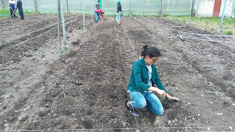 alumnos de primer semestre de Agronomía de UN se involucran en el estudio agrícola cultivando hortalizas de alta calidad