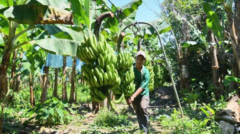 Colombia venderá banano al mercado chino