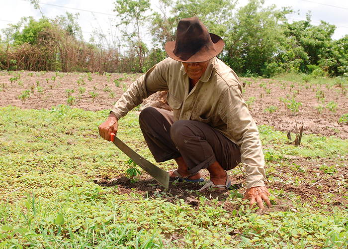 Más que cacao. Arauquita también creció en piscicultura, producción de leche y caña