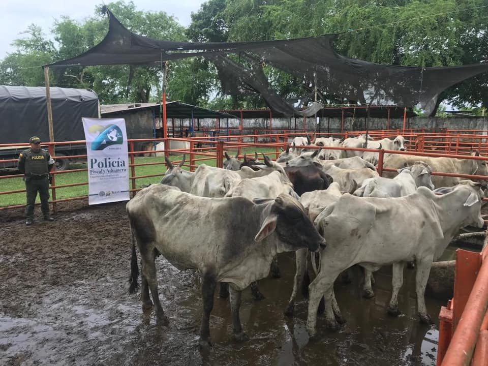 39 bovinos fueron aprehendidos por la Polfa en Arauquita