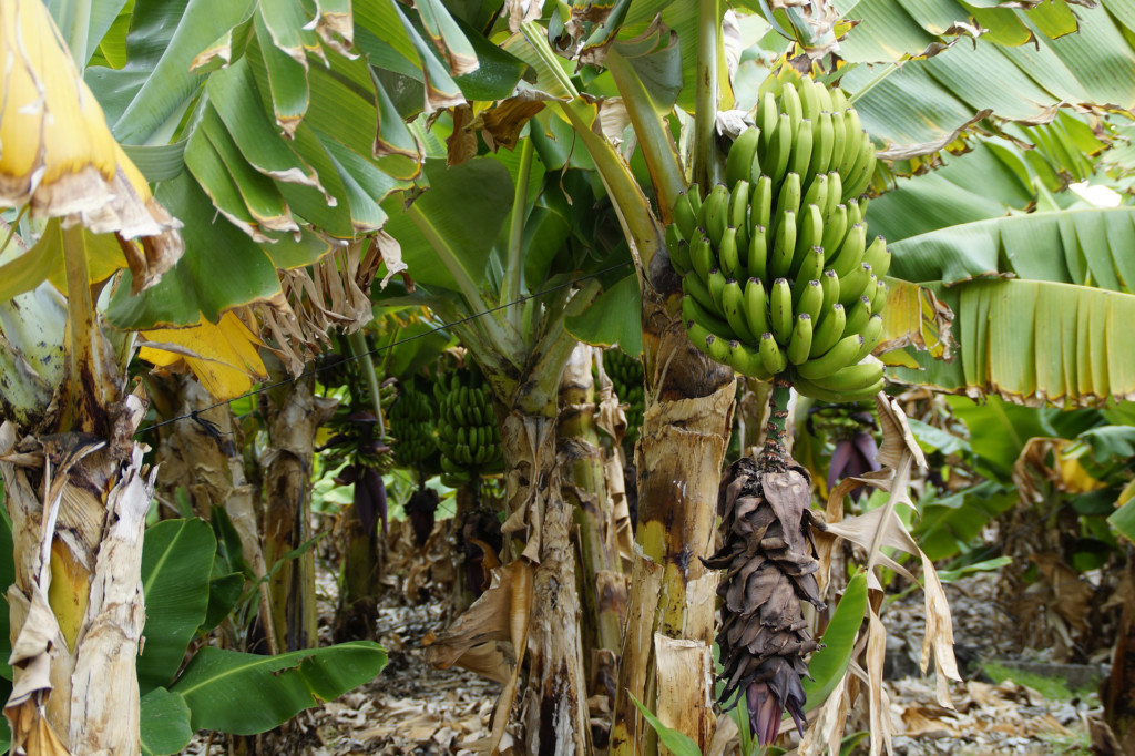 El hongo Fusarium ataca las plantaciones de banano y plátano en Colombia