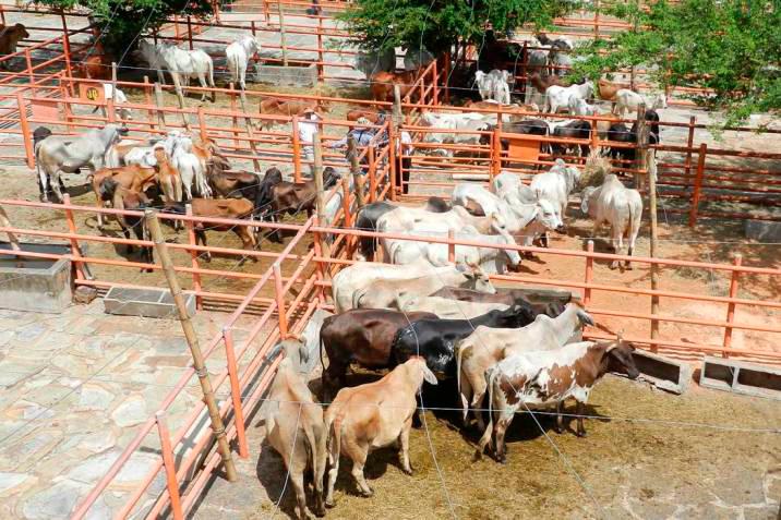 2da Subasta Ganadera se realizará este domingo en Arauca