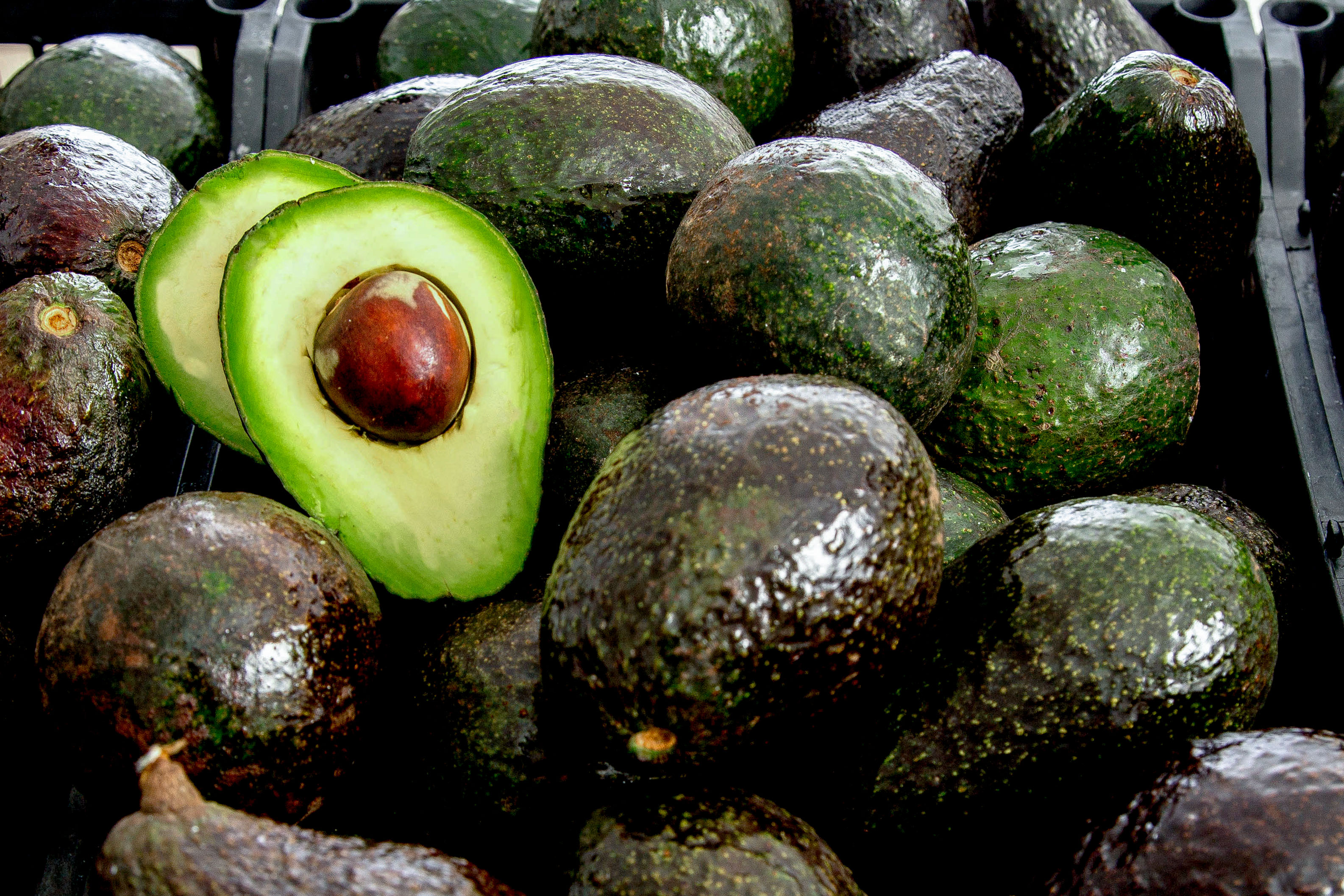 Que el aguacate sea en Colombia lo que es el café producto reconocido internacionalmente: Martha Lucia Ramírez