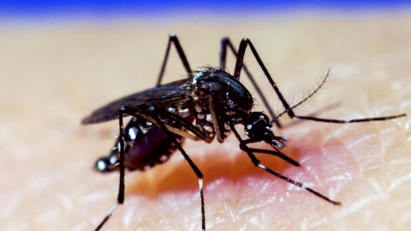 El Valle en alerta por dengue grave en niños