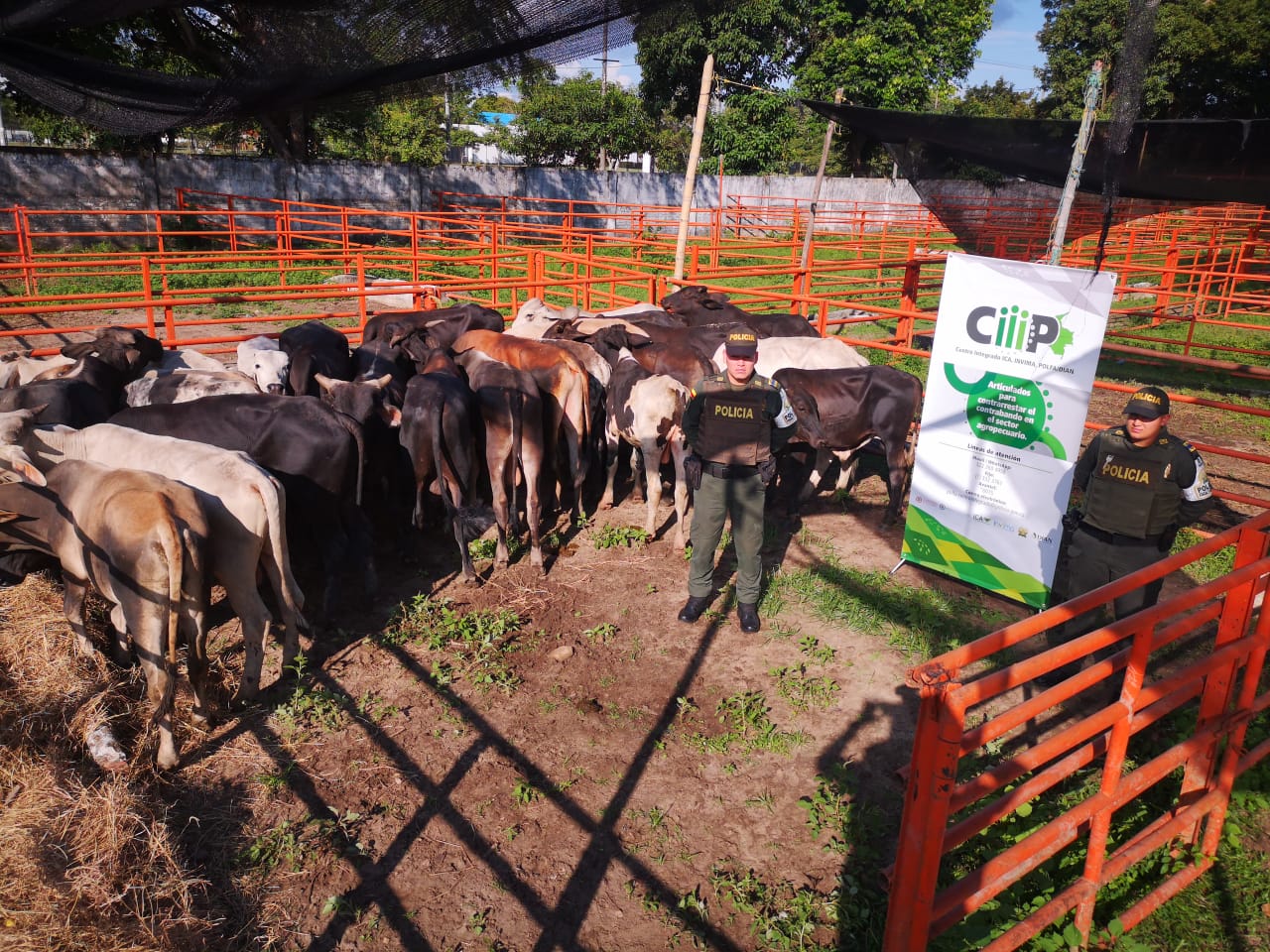 24 bovinos ingresados de manera irregular al departamento de Arauca fueron aprehendidos por la POLFA