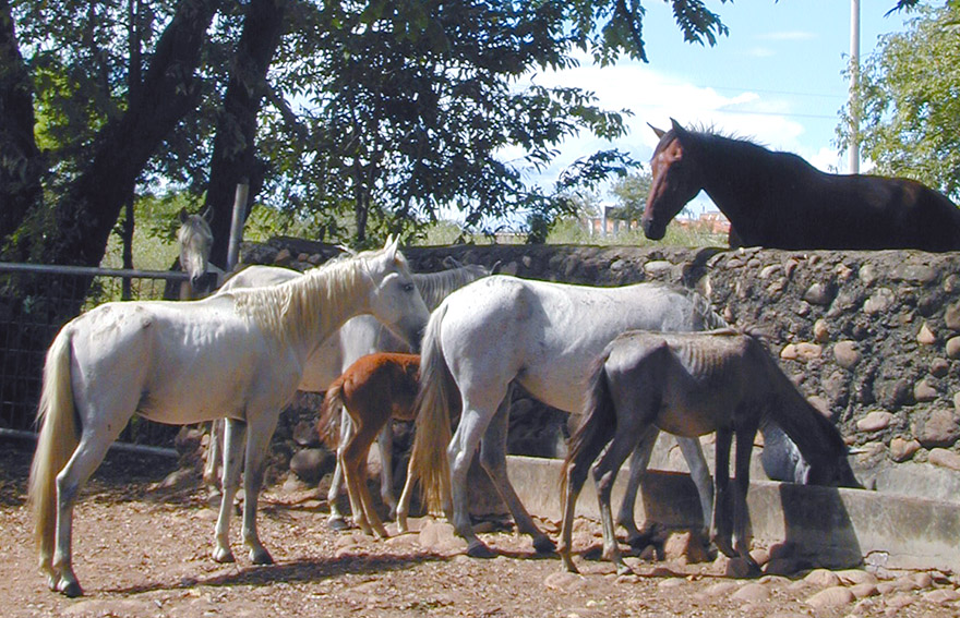 Se reporta epidemia de Encefalitis Equina Del Este en el municipio de Arauca