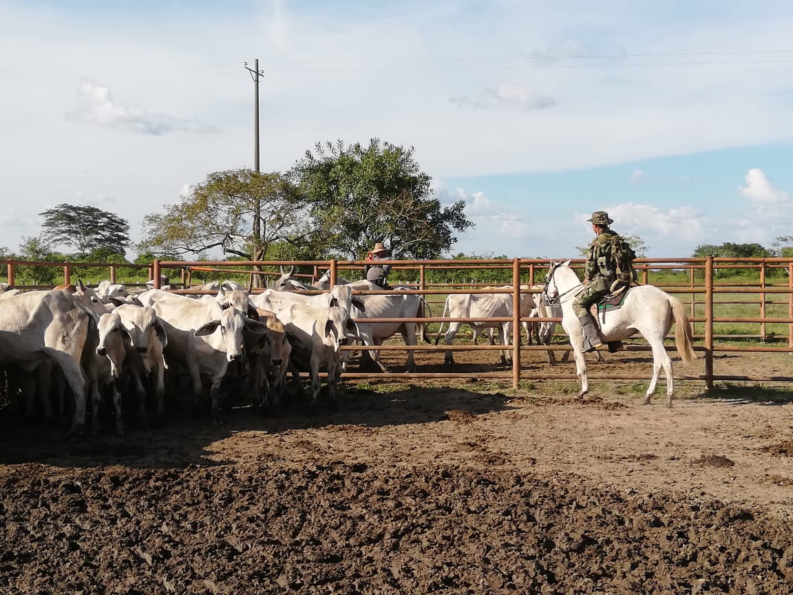 Autoridades lograron recuperar 60 cabezas de ganado en Arauca