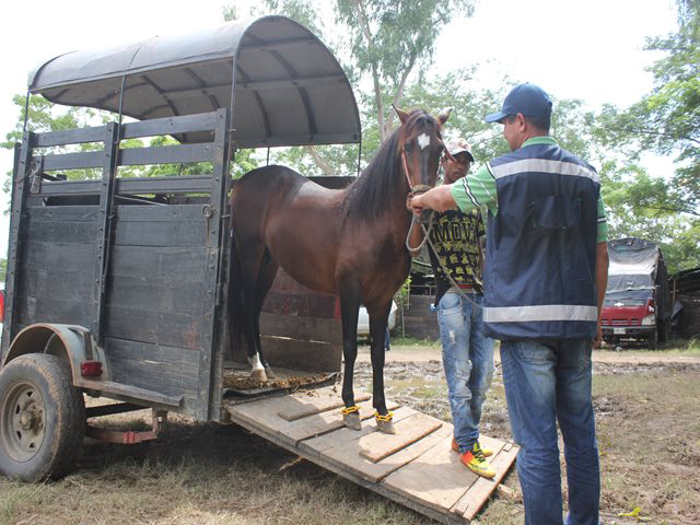 Consejo de zoonosis de la UAESA hace monitoreo a caso de encefalitis equina del este