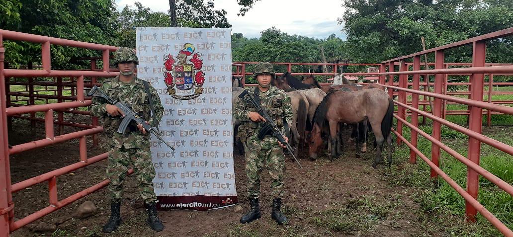 Ejército Nacional y Policía incautan 22 equinos en Tame, Arauca