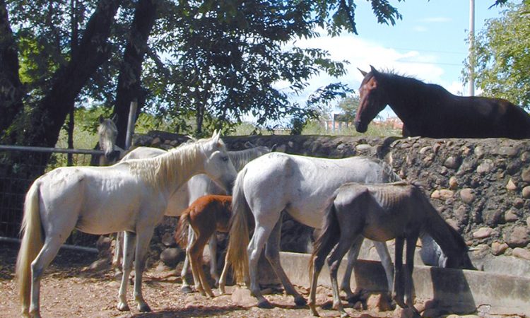 Se reporta epidemia de encefalitis Equina Del Este en la vereda El Torno del municipio de Arauca