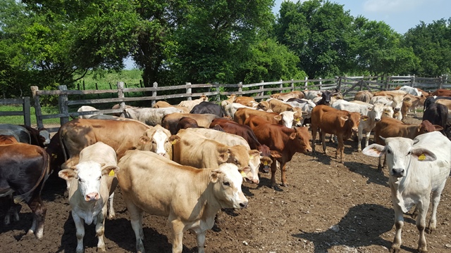 ciclo de vacunación contra la fiebre aftosa y la brucelosis bovina inició este 5 de noviembre y se extenderá hasta el 19 de diciembre 2019