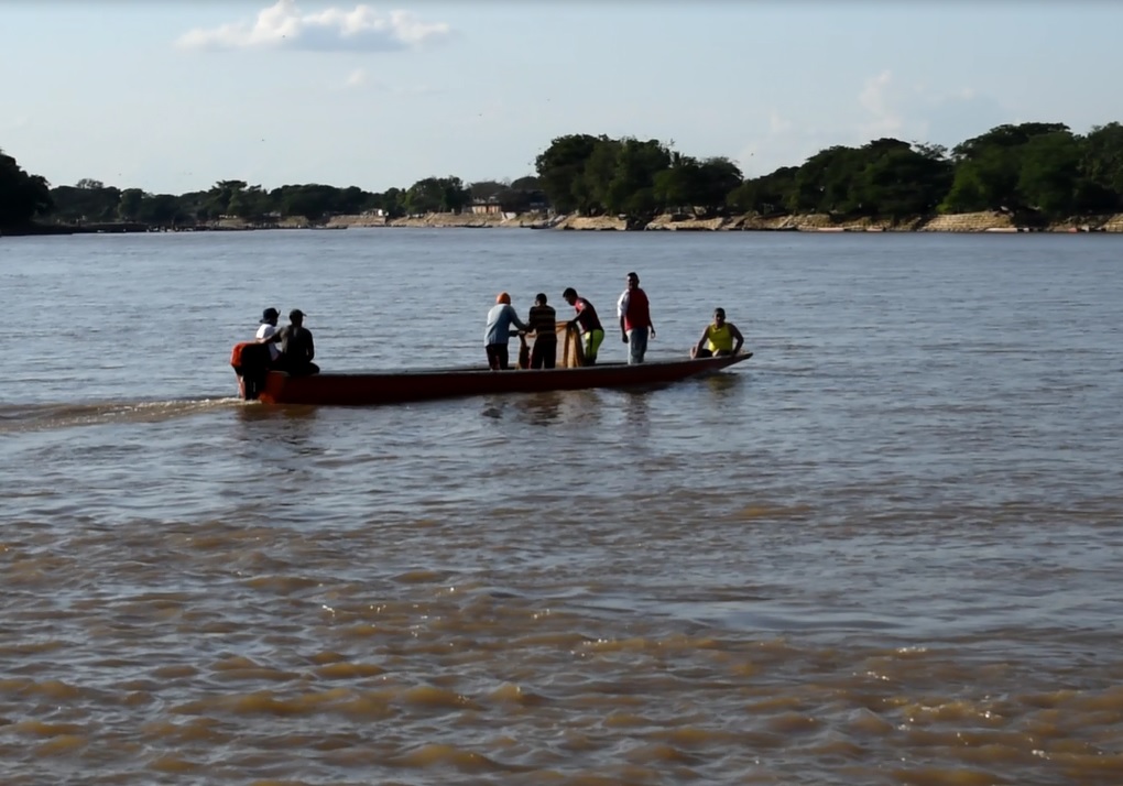 Reportan la muerte de dos toninas en aguas del río Arauca