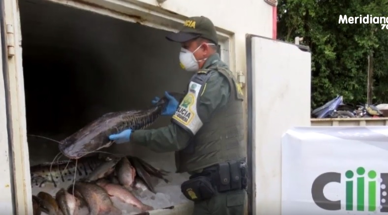 Policía Fiscal incautó más de tres toneladas de pescado de contrabando