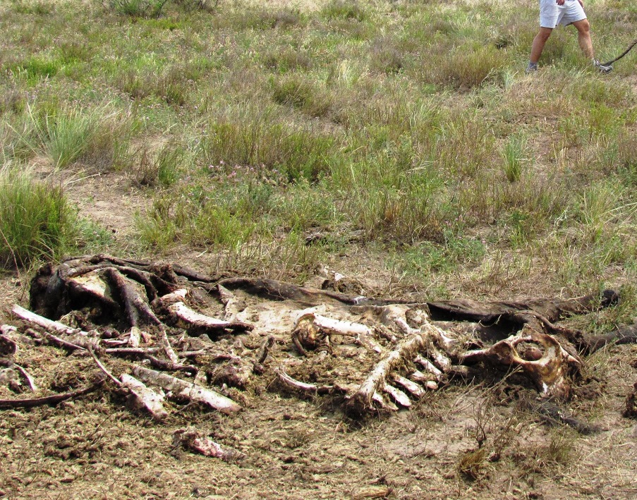 Ganaderos azotados. Matan y roban carne de vaca utilizada para la transferencia de embriones