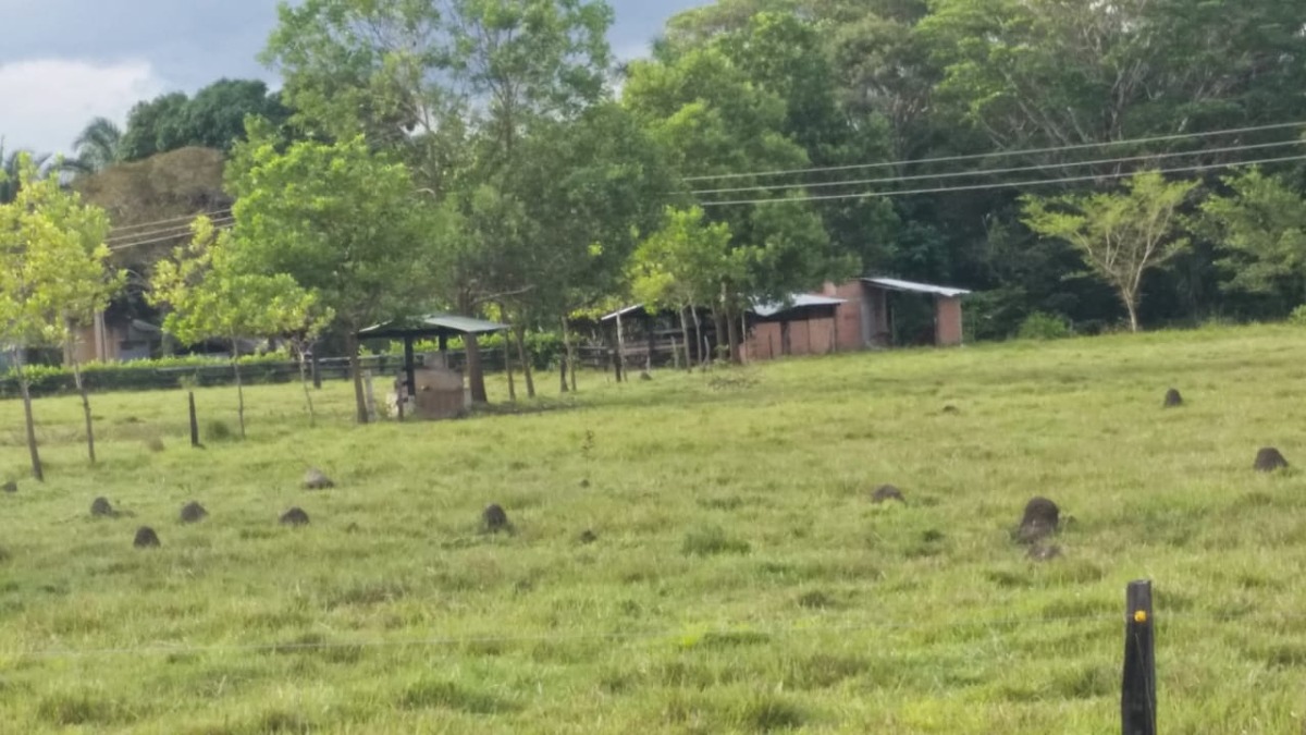 Ganaderos del Casanare y Arauca azotados por el abigeato