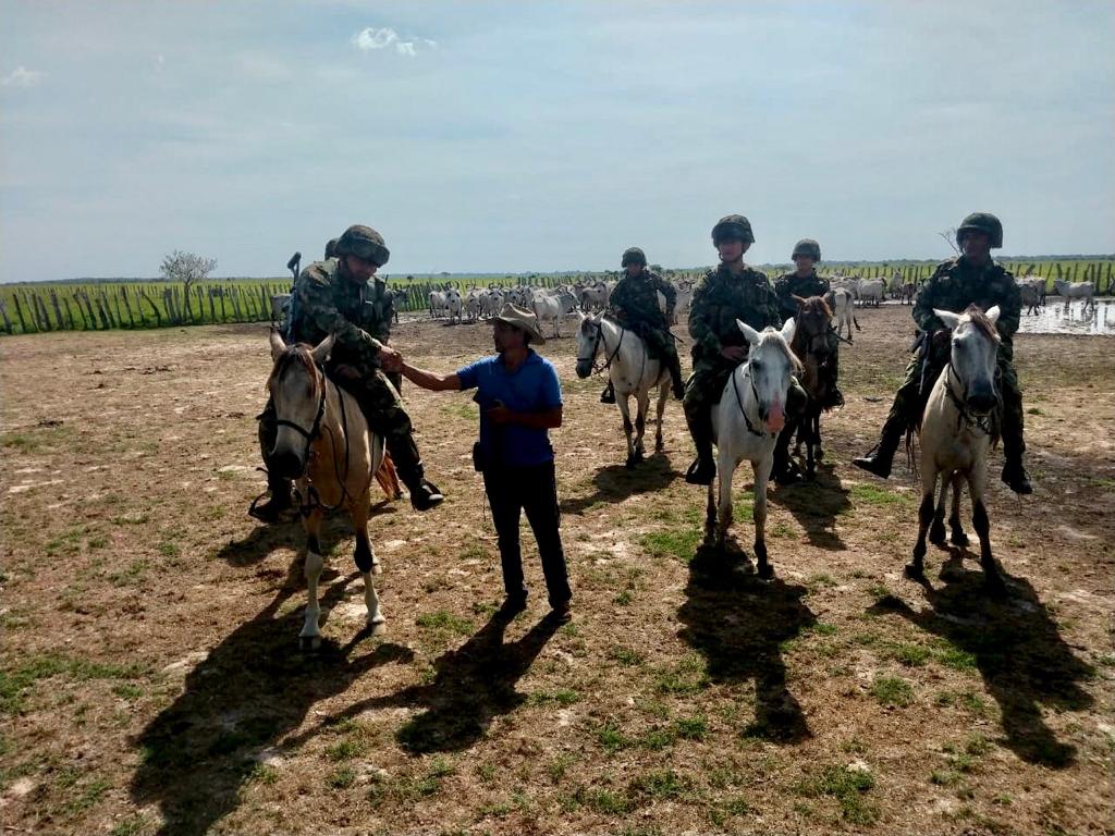 Cerca de 230 cabezas de ganado fueron recuperadas por el Ejército