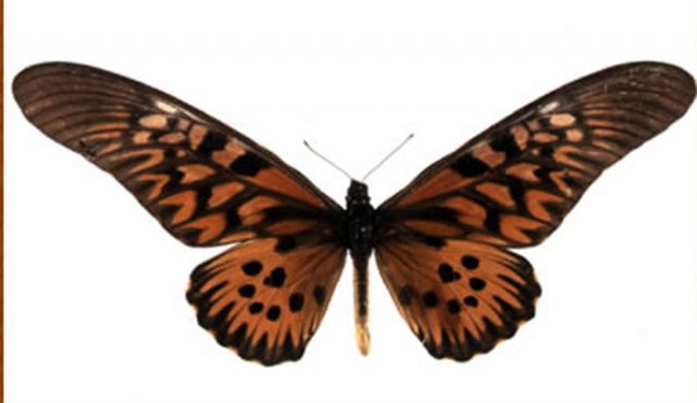 Científicos buscan una misteriosa mariposa gigante en República Centroafricana