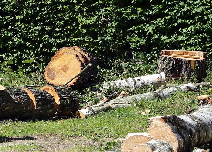 Denuncian excesiva tala de árboles en la vereda Los Angelitos