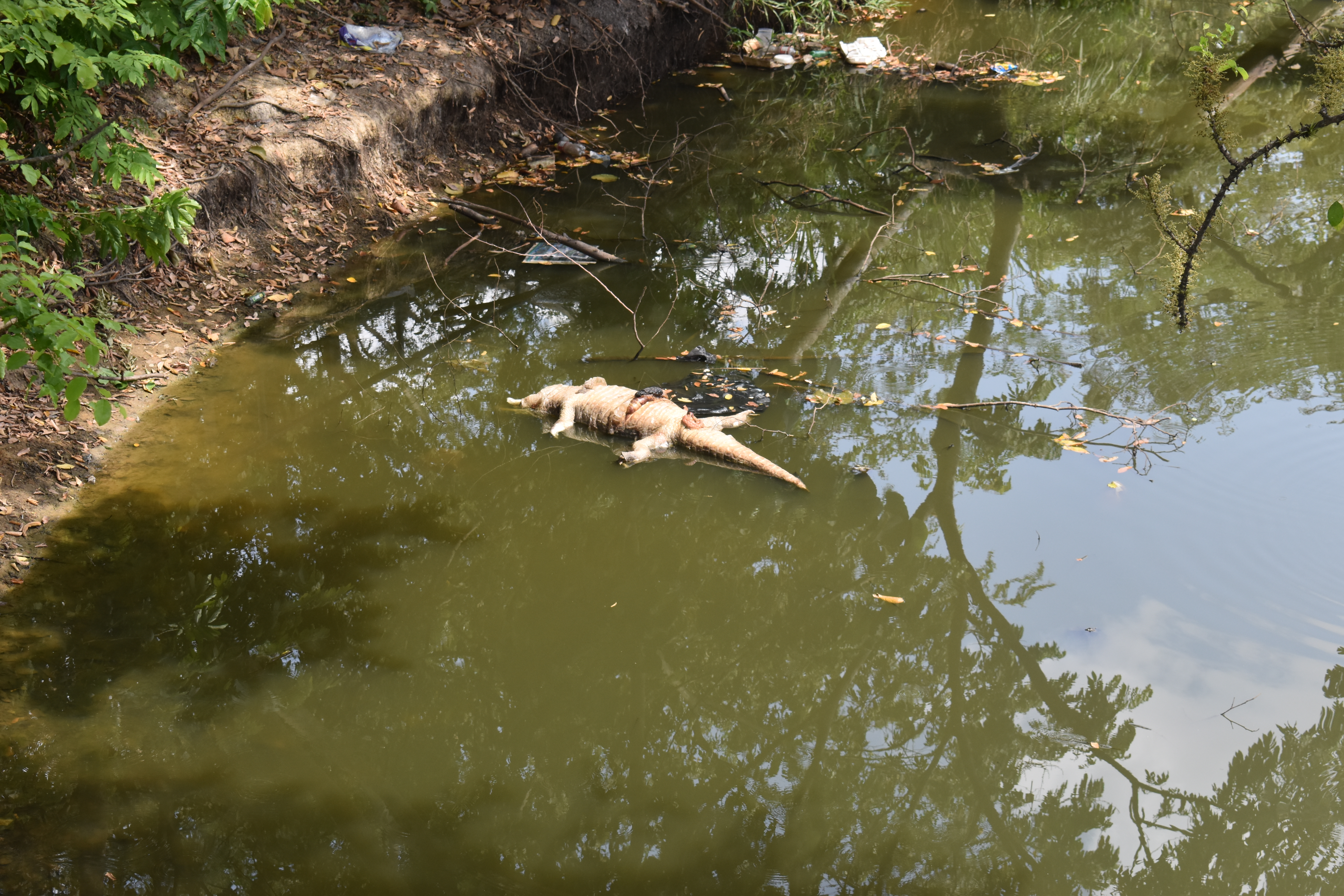 Hallan muertos una babilla y un perro en el pozo de las babas