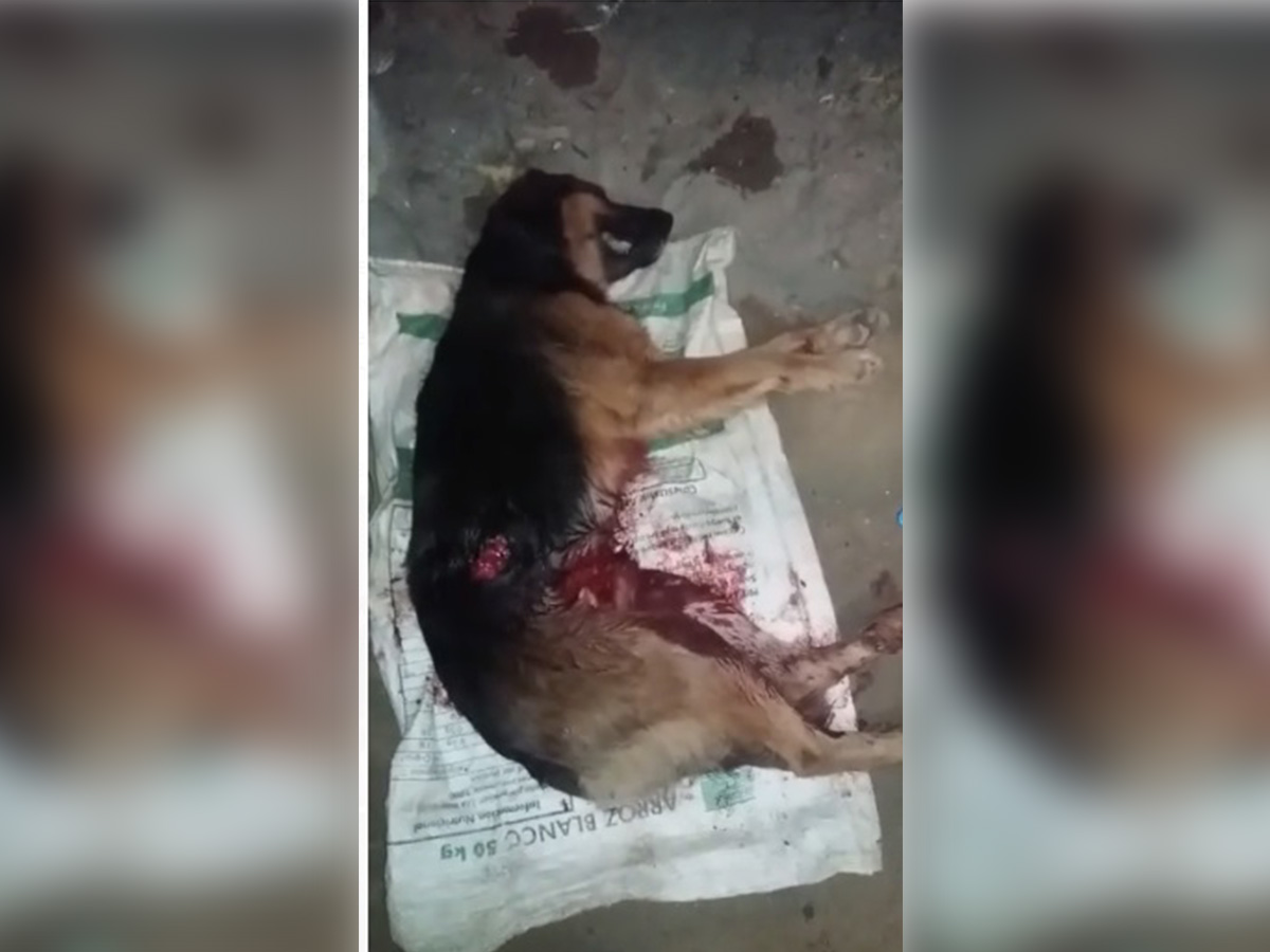 Consternación en Arauca por la muerte de un perro que fue apuñalado por un hombre