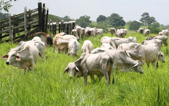 Comité de Ganaderos de Arauca le apunta a varios proyectos en beneficio del gremio