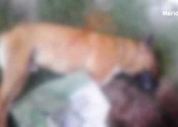 Sigue el envenenamiento de perros en Saravena