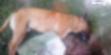 Sigue el envenenamiento de perros en Saravena
