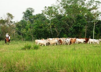 [Infografía] La ganadería agoniza en Arauca