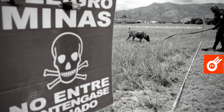 59% crecimiento de víctimas por minas antipersonal. Arauca entre los departamentos de más casos