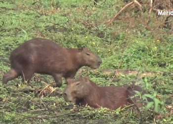 Chigüires de la laguna Piquetierra están siendo exterminados por manos criminales