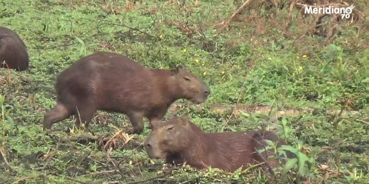 Chigüires de la laguna Piquetierra están siendo exterminados por manos criminales