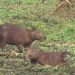 Chigüires de la laguna Piquetierra están siendo exterminados por manos criminales