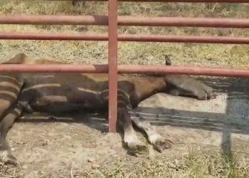 Caballos incautados en el municipio de Tame están muriendo de sed