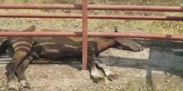 Caballos incautados en el municipio de Tame están muriendo de sed