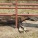 Caballos incautados en el municipio de Tame están muriendo de sed
