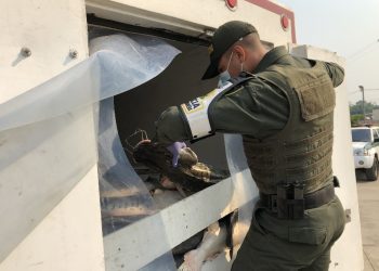 Polfa reporta la incautación de 2.400 kilogramos de pescado