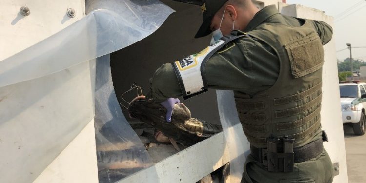 Polfa reporta la incautación de 2.400 kilogramos de pescado