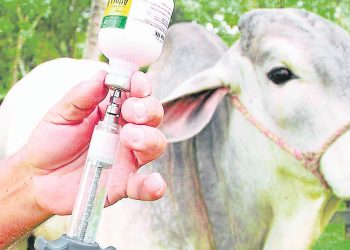 El 18 de mayo dará inicio el primer ciclo de vacunación 2020 contra la fiebre aftosa y la brucelosis bovina